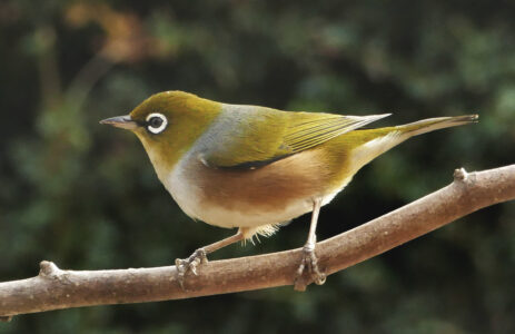 Perched Bird Nature