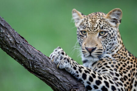 Leopard Nature Animal