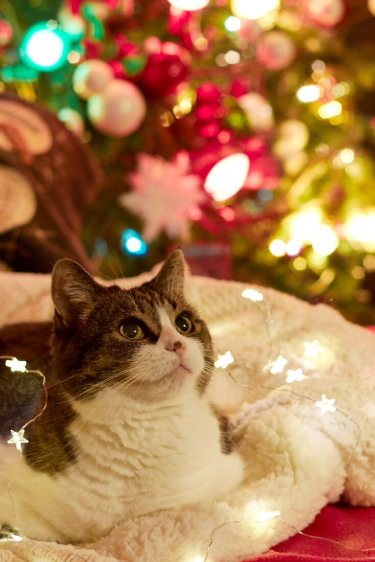 Free stock image of Cat Christmas Pet