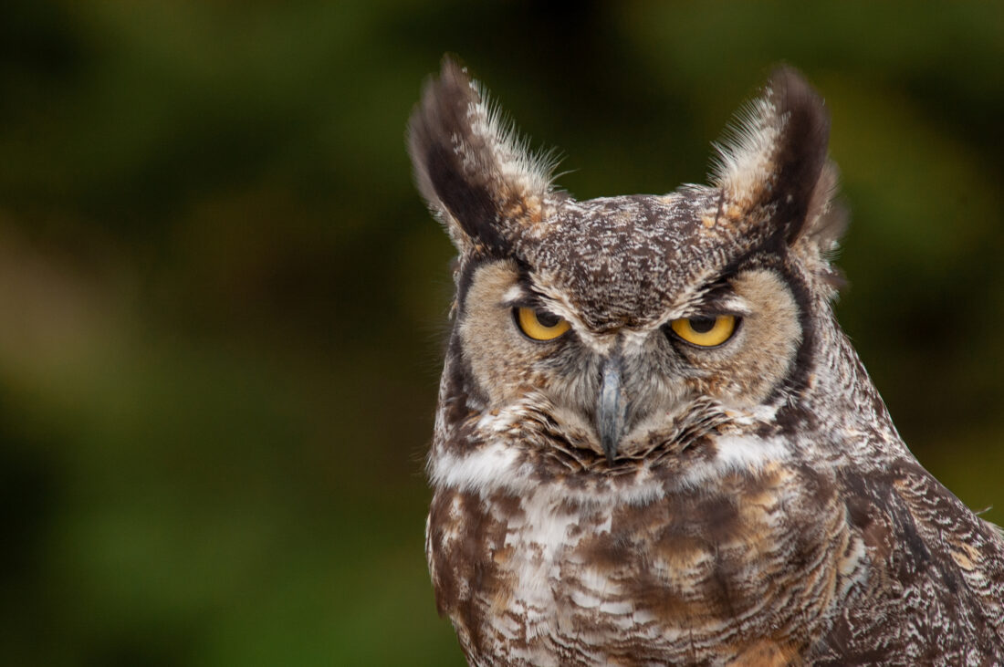 Free stock image of Owl Eyes Nature