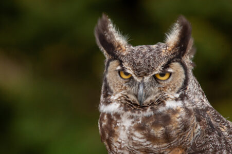 Owl Eyes Nature