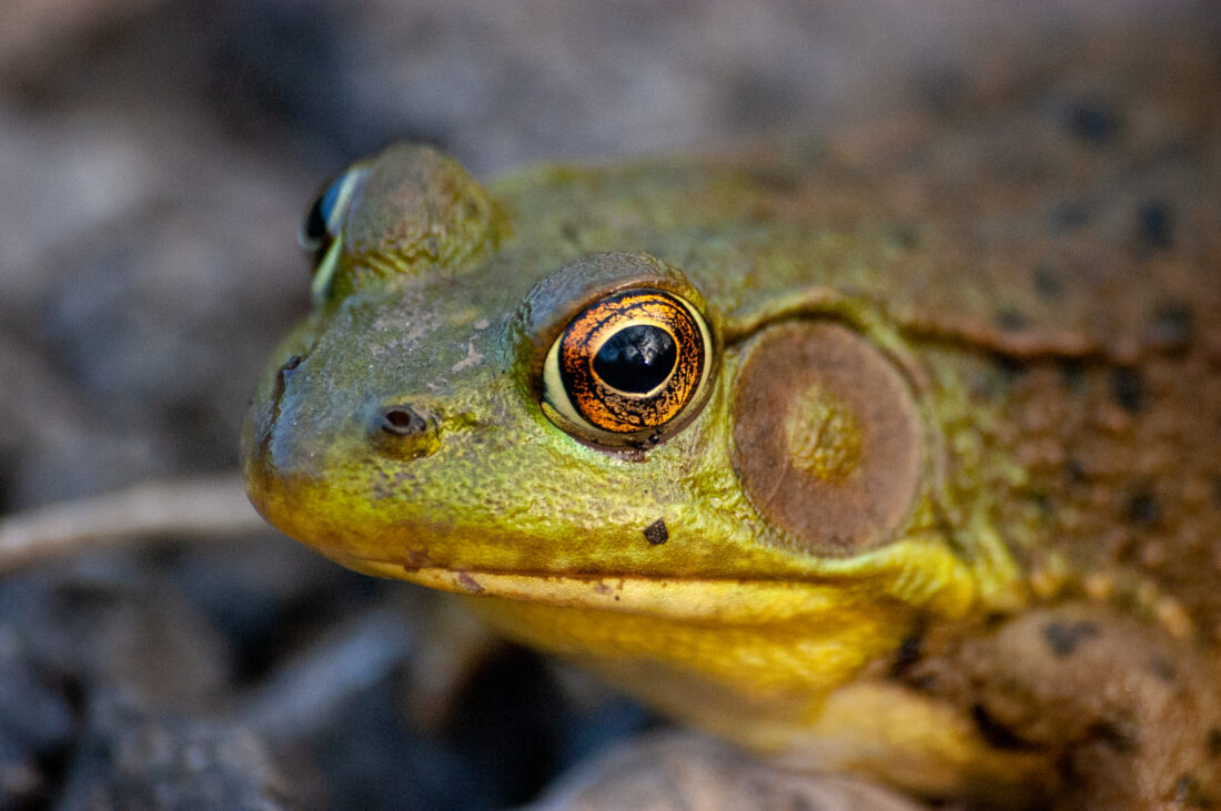 Free stock image of Frog Nature Wildlife