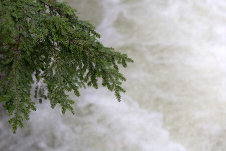 Tree Branch Water