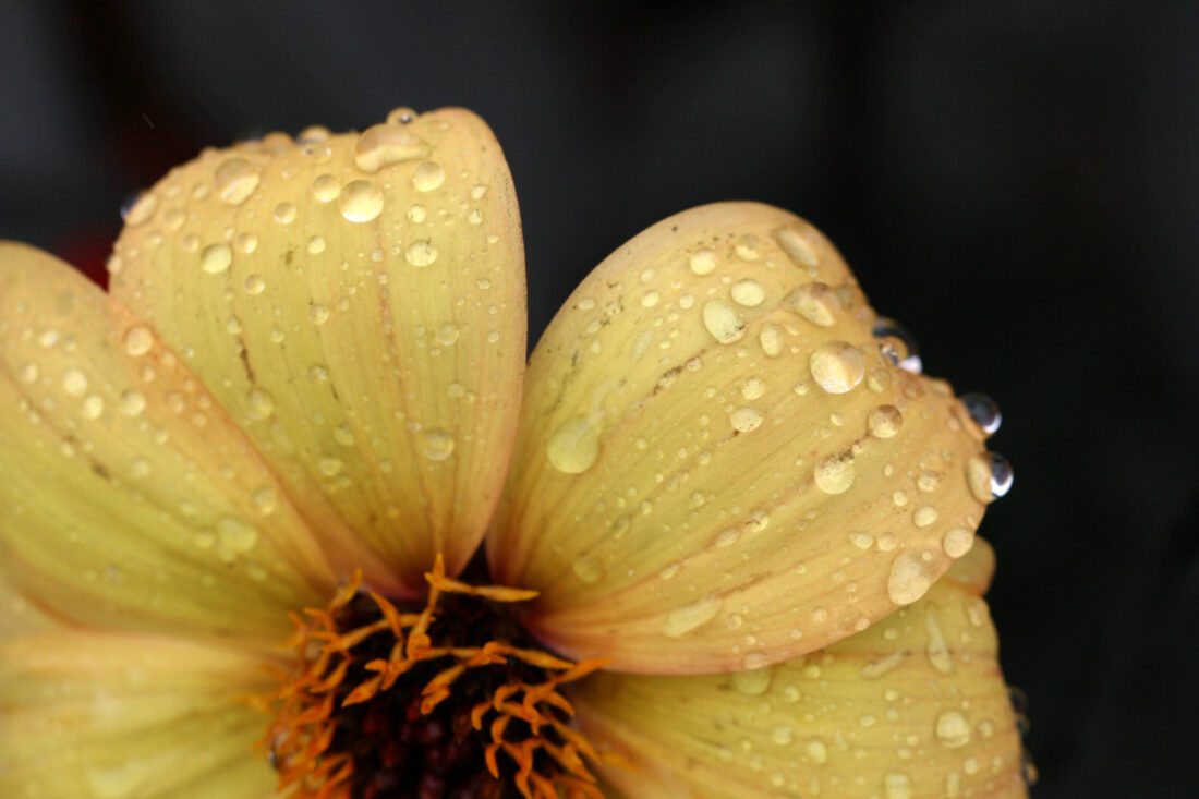 Free stock image of Flower Rain Drops