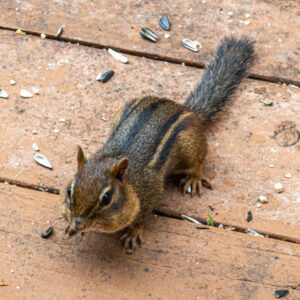 Chipmunk Animal Nature