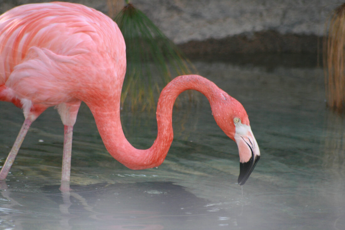 Free stock image of Flamingo Bird Wildlife