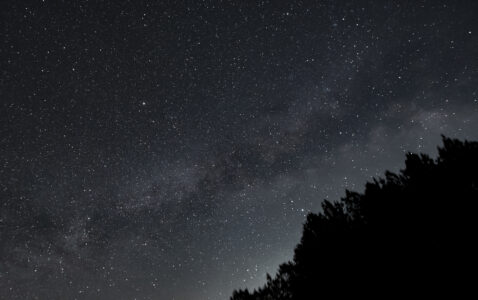 Night Trees Starry