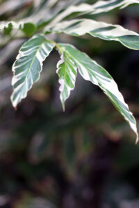Closeup Tropical Leaf