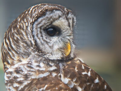 Eye Bird Owl