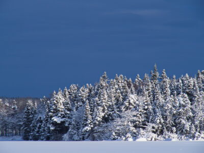 Nature Snow Trees