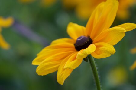 Yellow Flower Close