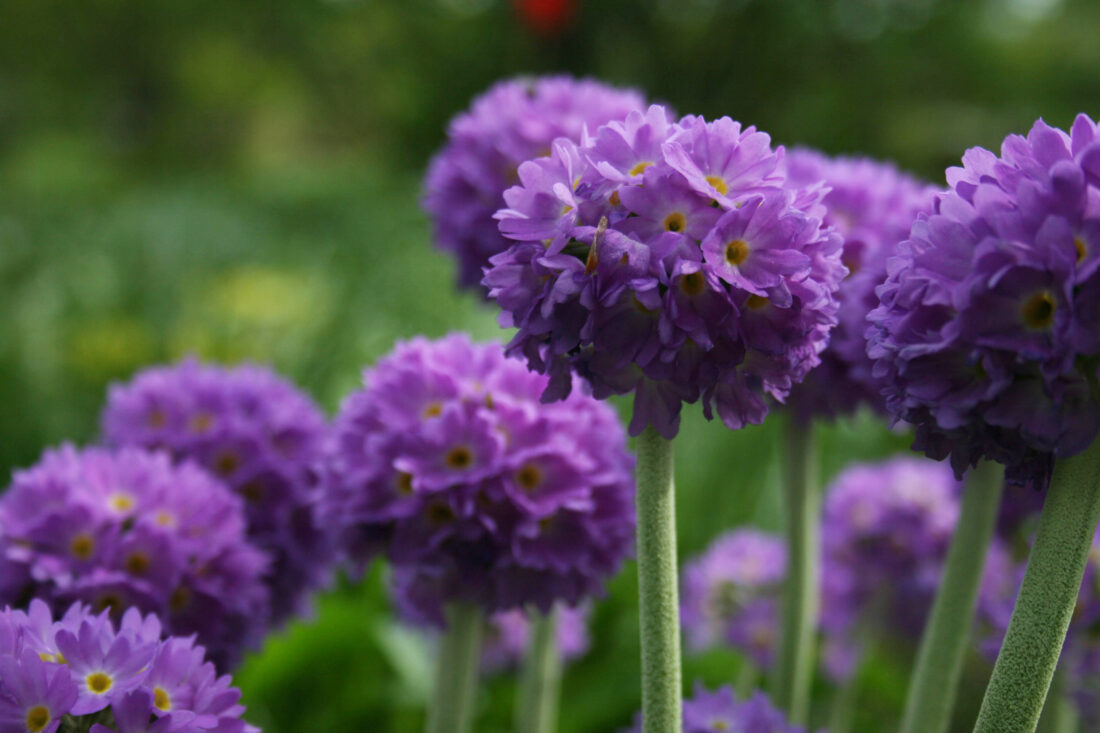 Free stock image of Purple Flower Bloom