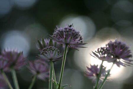 Flower Blossom Plant