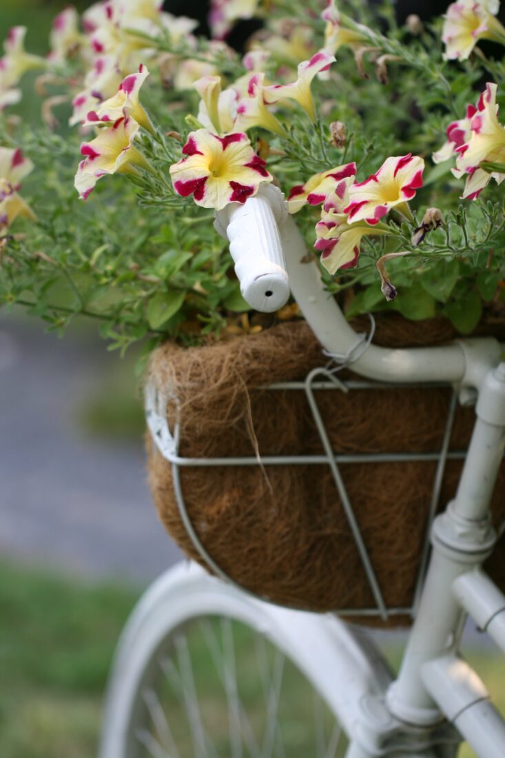 Free stock image of Flower Basket Bicycle