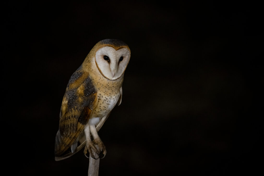 Free stock image of Owl Eye Bird
