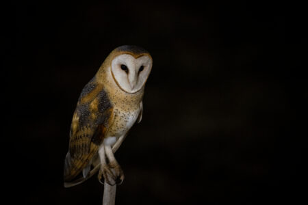 Owl Eye Bird