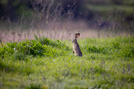 Rabbit Field Meadow