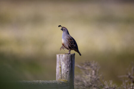 Bird Perched Quail