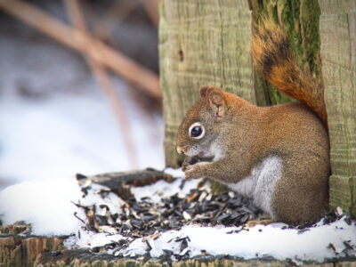 Squirrel Nature Animal