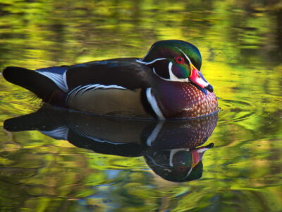 Duck Bird Habitat