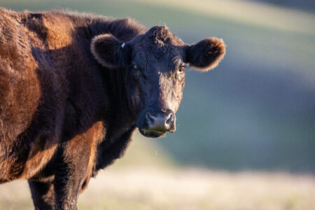 Cow Farm Pasture