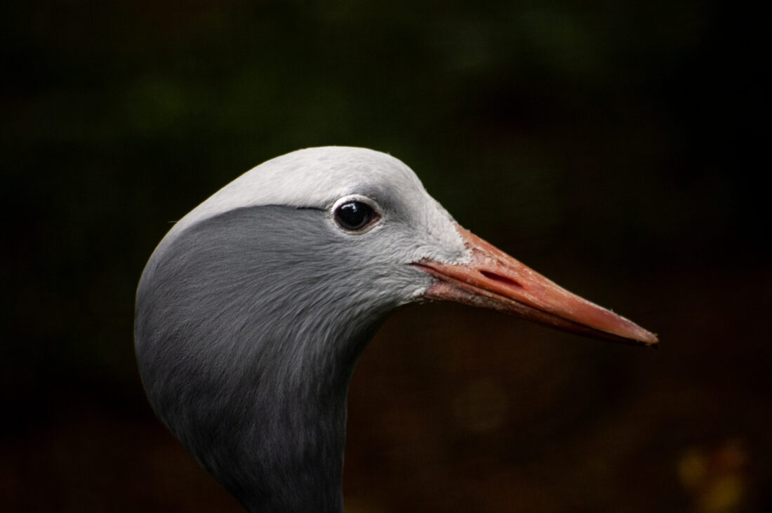 Free stock image of Crane Bird Beak