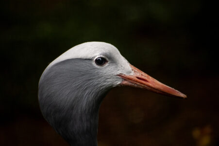 Crane Bird Beak