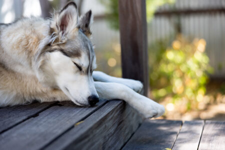 Husky Dog Sleeping