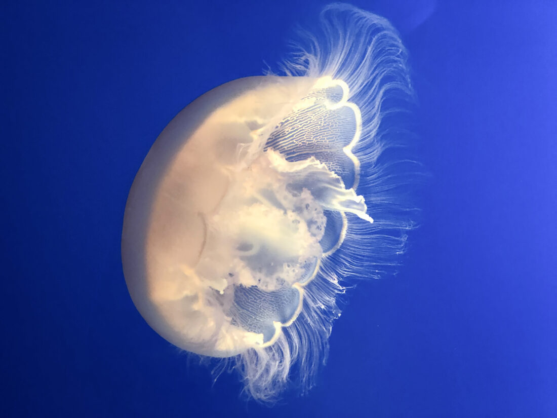Free stock image of Jellyfish Blue Water