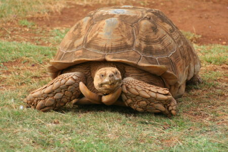 Tortoise Old Slow