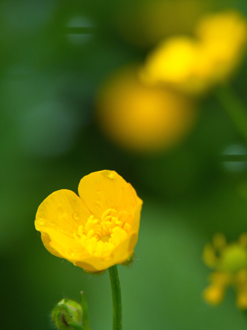 Free stock image of Flower Spring Yellow