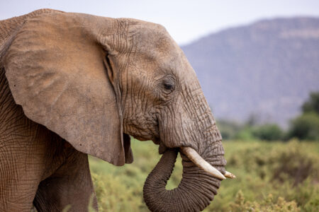 Elephant Africa Trunk