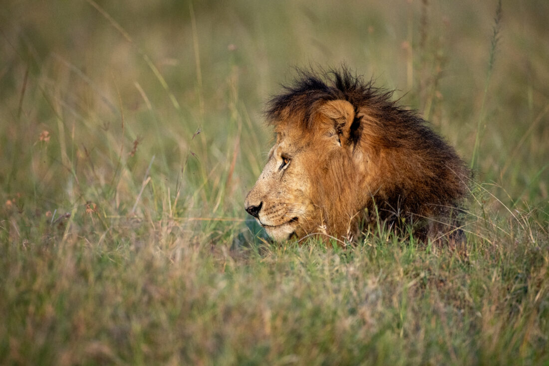 Free stock image of Lion Grass Predator