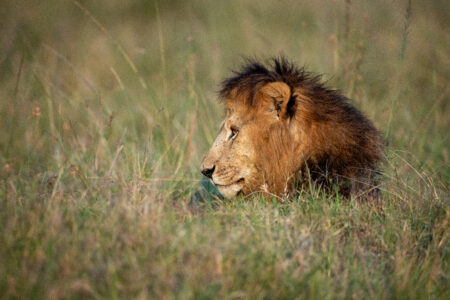 Lion Grass Predator