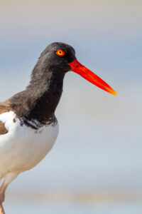 Bird Close Beach