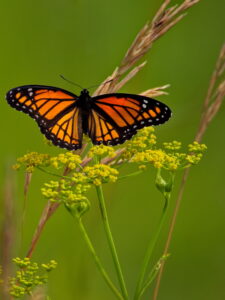 Butterfly Insect Garden