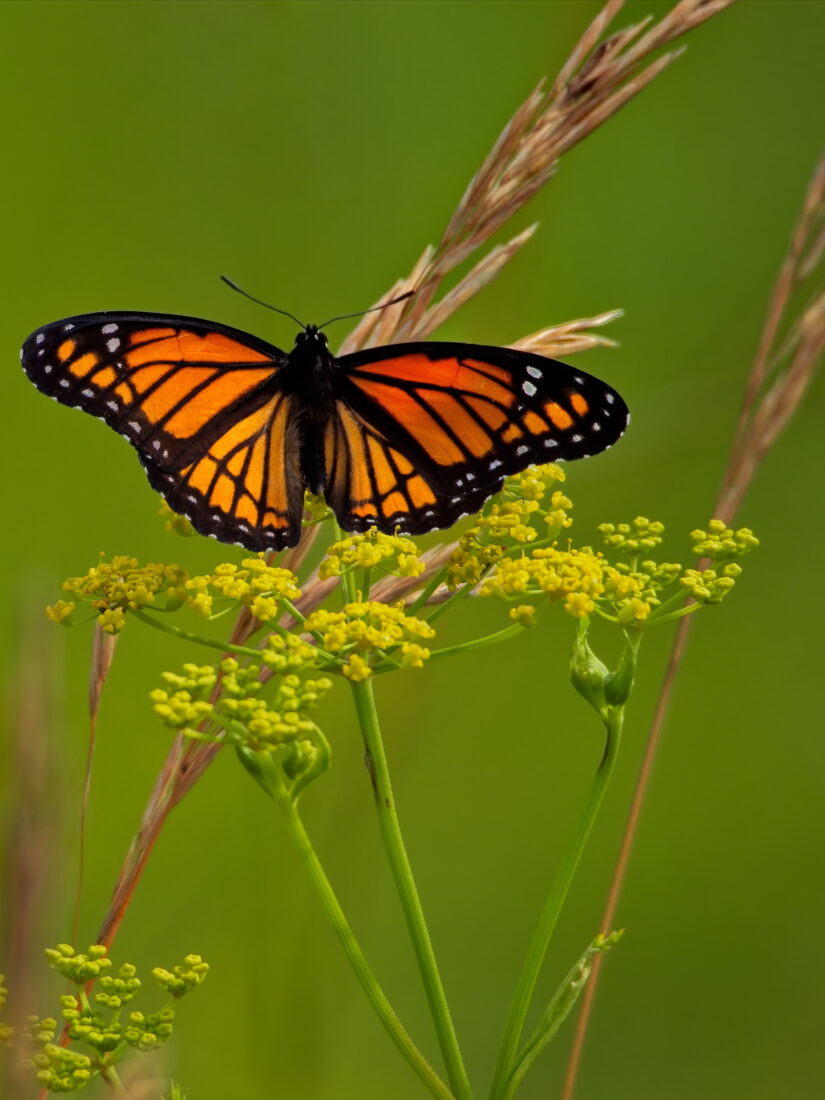 Free stock image of Butterfly Insect Garden