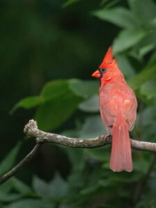 Bird Cardinal Tree