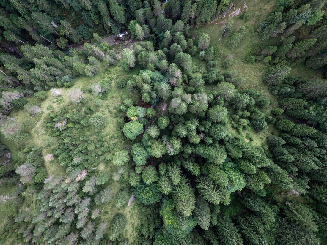 Free stock image of Aerial Forest Trees
