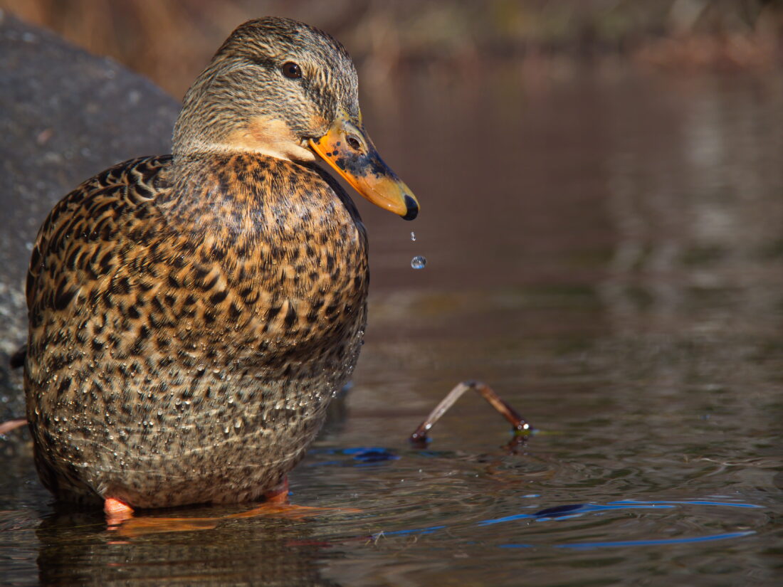 Free stock image of Duck Water Habitat