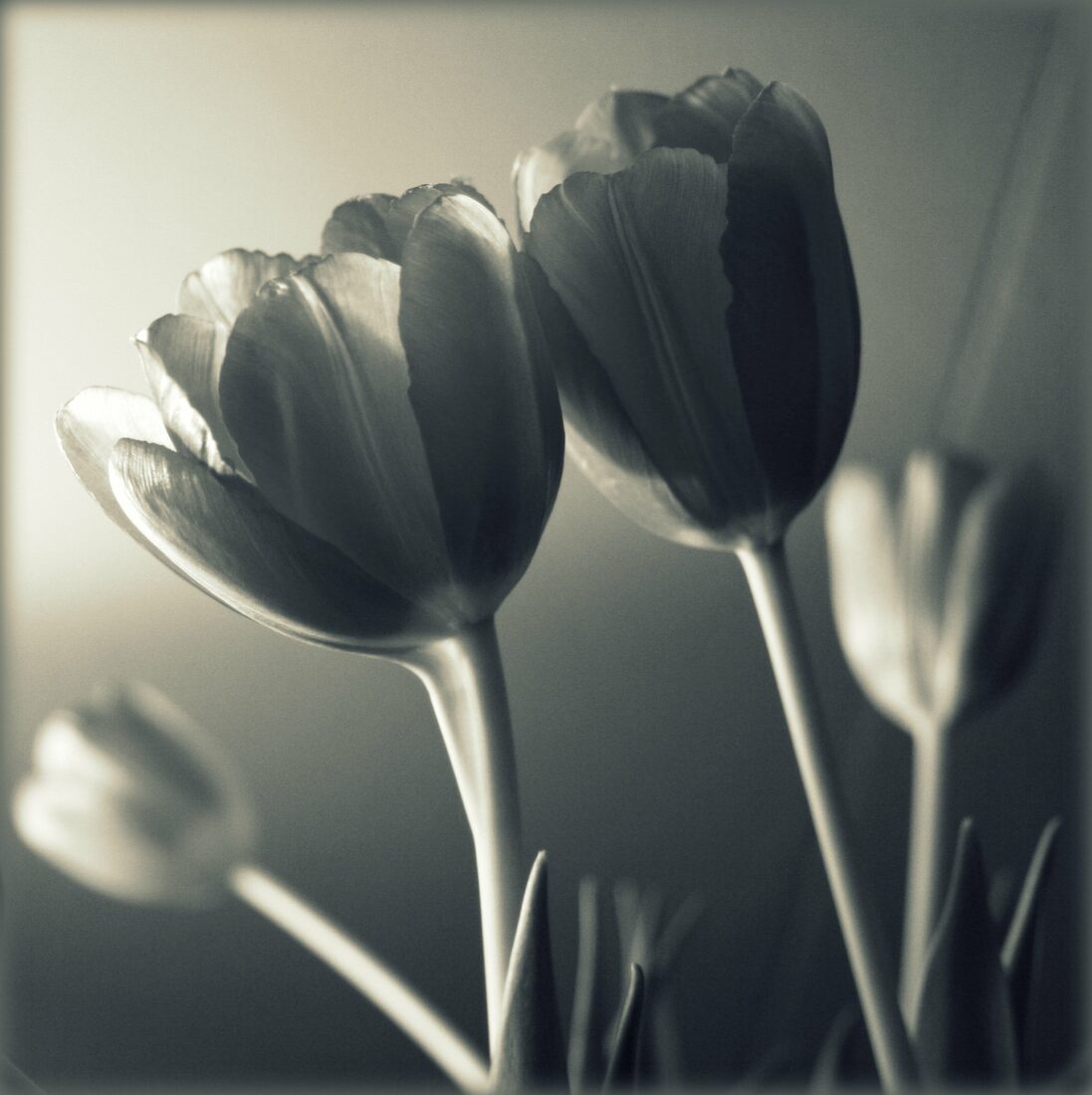 Free stock image of Tulips Flowers Monochrome