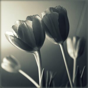 Tulips Flowers Monochrome