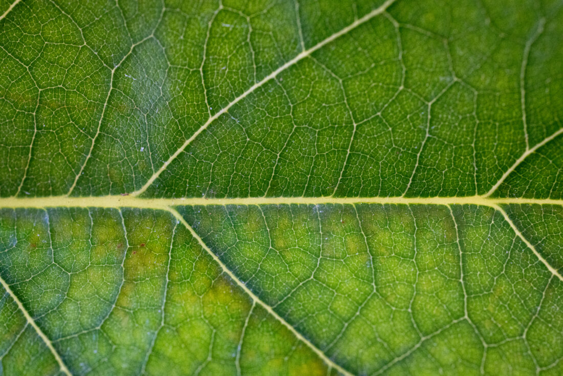 Free stock image of Leaf Macro Veins