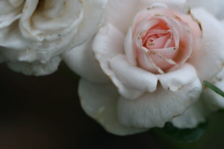 Rose Pink Bloom