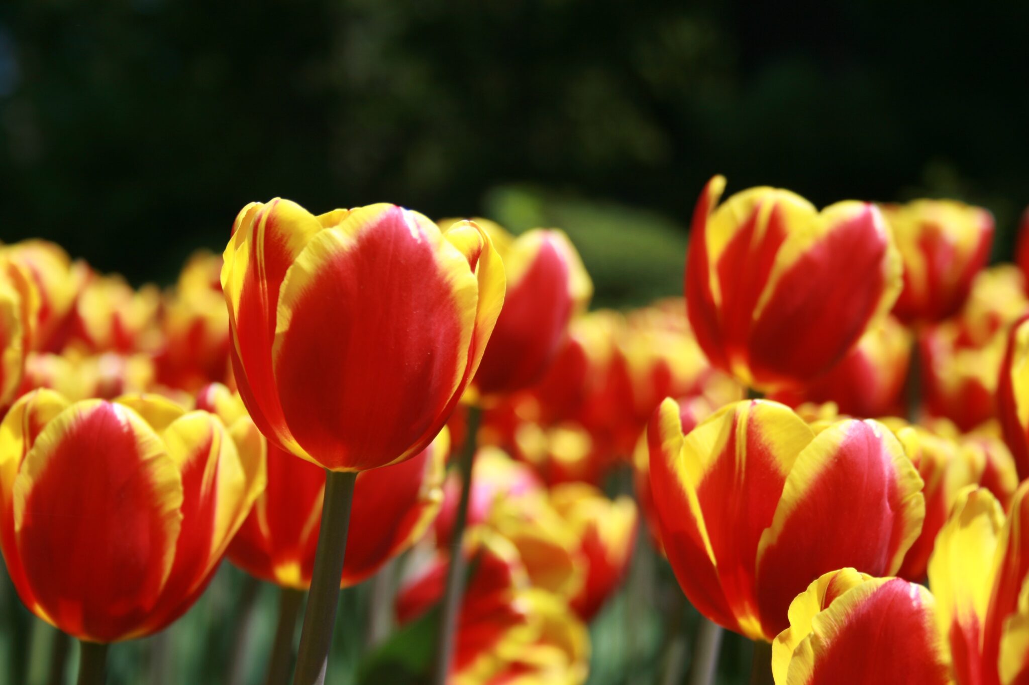 Tulips Field Flower Royalty-Free Stock Photo