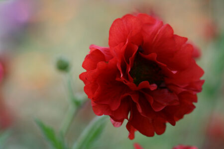 Red Flower Bloom