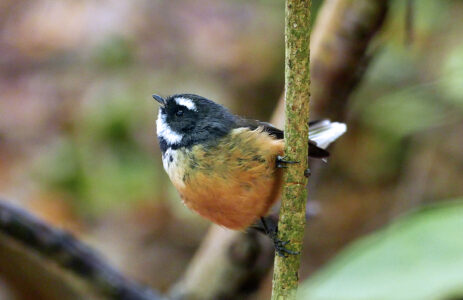 Perched Bird Wildlife