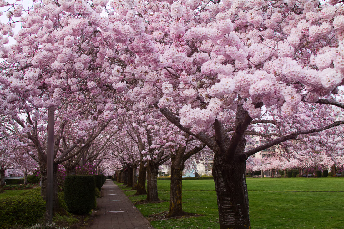 Free stock image of Cherry Blossom Trees
