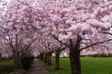 Cherry Blossom Trees