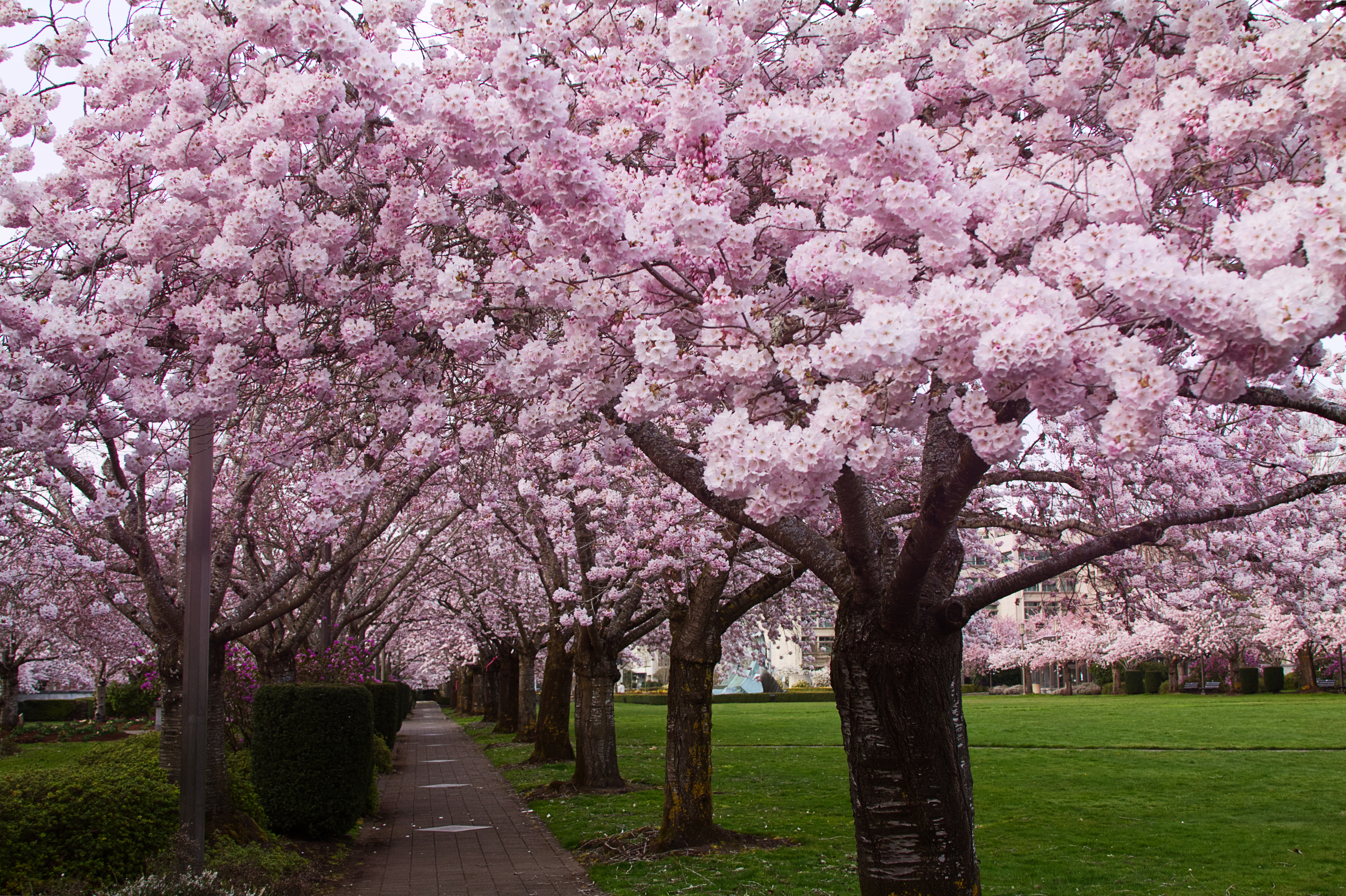 Image of Cherry blossom tree in blossom free to use